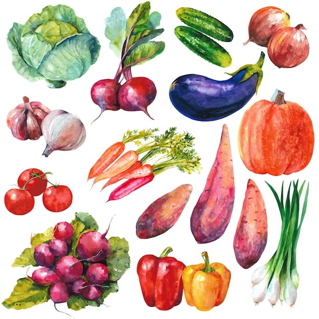 Photo watercolor vegetables hand drawn illustration isolated on white background