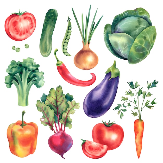 watercolor vegetables on a white background cabbage pepper eggplant tomato cucumber beetroot peas and onions handpainted for designers printing postcards stickers