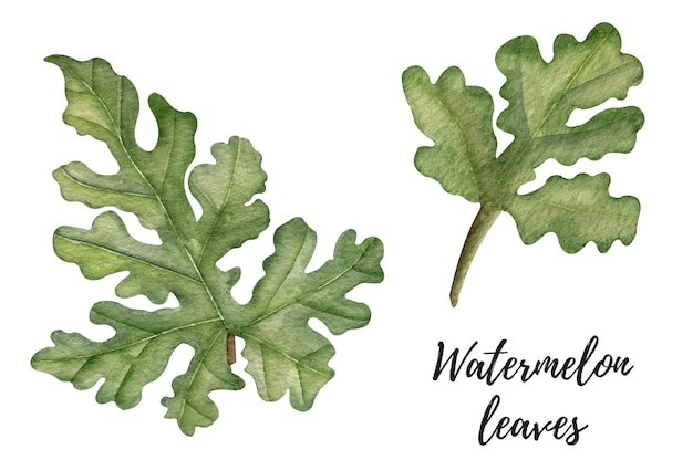 Watercolor watermelon leaves clipart High quality illustration on a white background