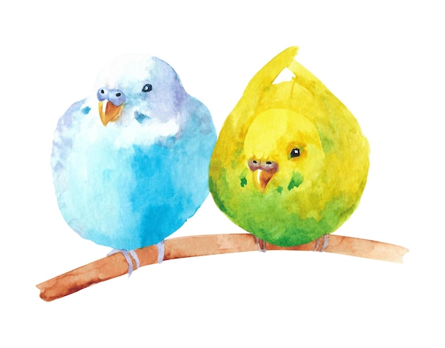 Watercolor wavy parrots Budgerigars on a white background Birds illustration