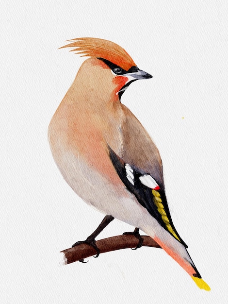 Photo watercolor waxwing on a branch bird on an white background drawing