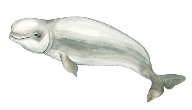 Watercolor white dolphin