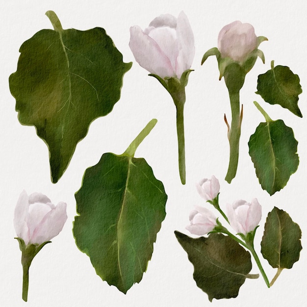 Foto fiori bianchi ad acquerello e foglie verdi per la carta di nozze isolati su bianco