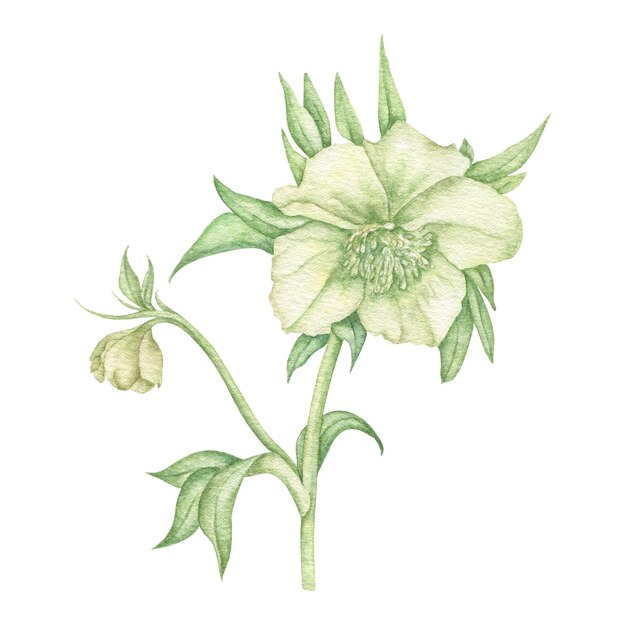 Watercolor white hellebore Highlighted on a white background Perfect for greeting cards wedding