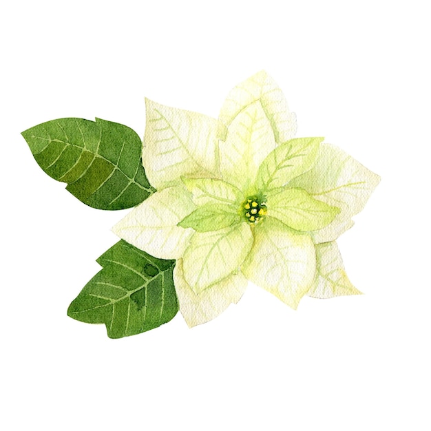 Watercolor white poinsettia