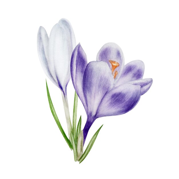 Watercolor white and purple blooming crocus flower isolated on white background Spring and easter bo