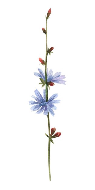 사진 흰색 배경에 파란색 꽃봉오리가 있는 수채색 야생 꽃 치커리 꽃