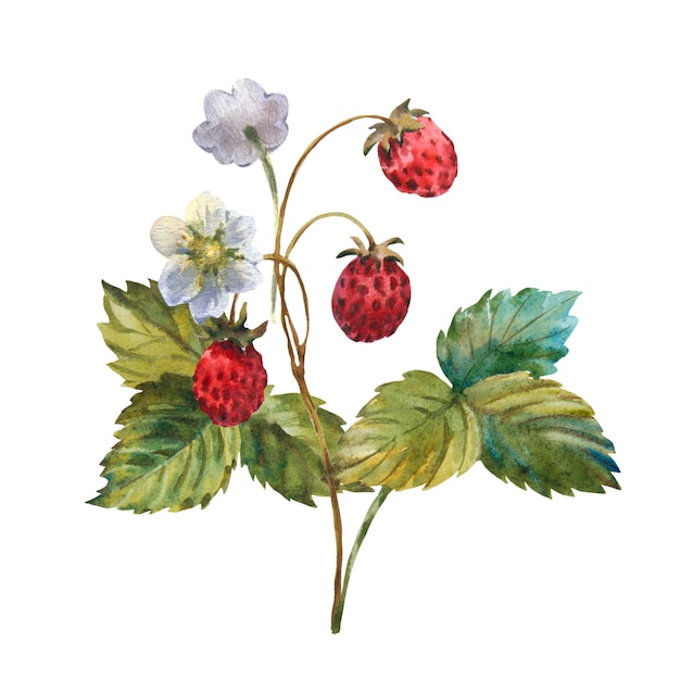 Watercolor wild forest strawberry leaves with berries and flowers hand painted illustration isolated