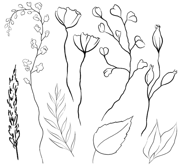 사진 수색 야생 꽃 과 잎 검은 윤 ⁇  고립 된 일러스트레이션 결혼식 서류