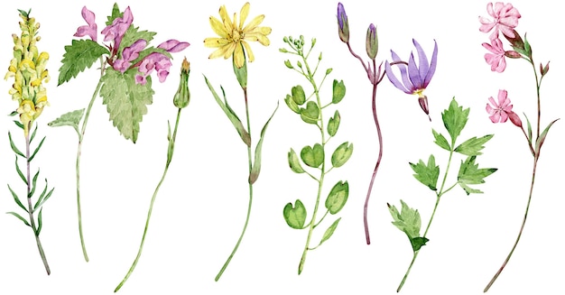 watercolor wildflowers. beautiful summer long-stem meadow flowers isolated on the white background. 