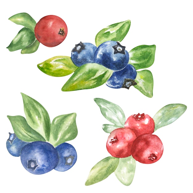 Photo watercolor work with wild berries on a white background can be used in the design of compositions