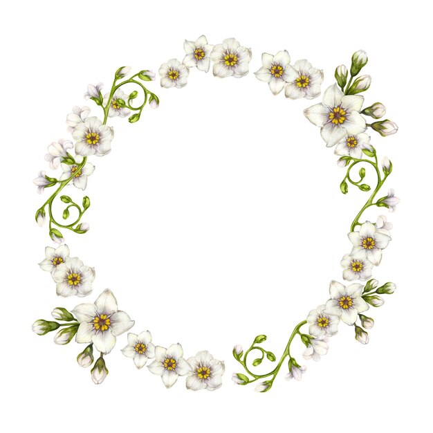 Watercolor wreath of white primroses forgetmenot flowers for Easter wedding spring and summer