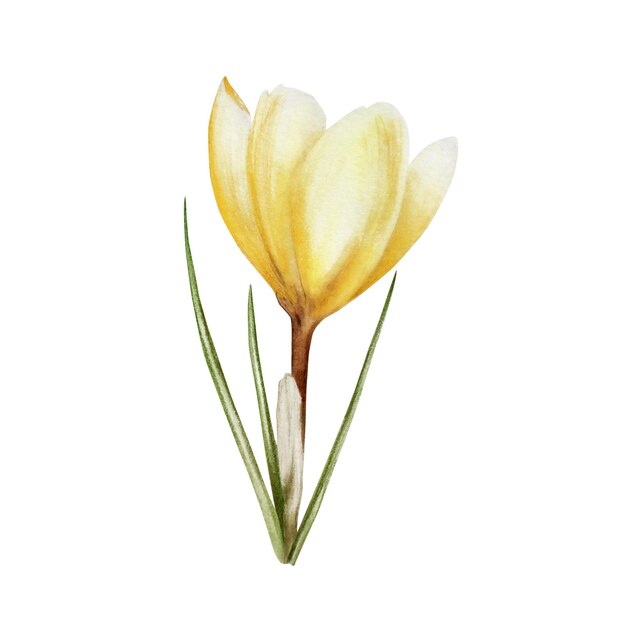 Watercolor yellow blooming crocus flower isolated on white background spring and easter botanical