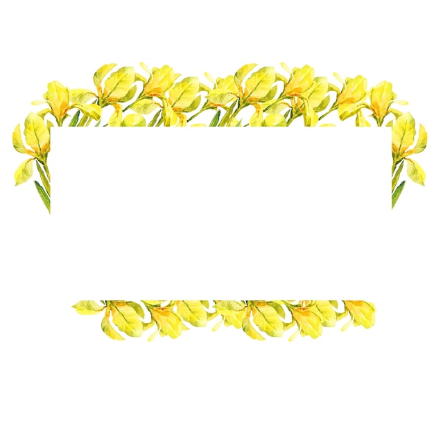 Watercolor yellow iris flowers hand drawn illustration white frame banner with spring flowers isolated on white background