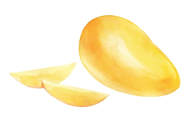 Watercolor yellow mango Isolated on white