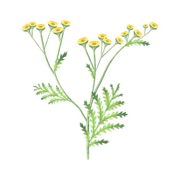 Watercolor yellow tansy