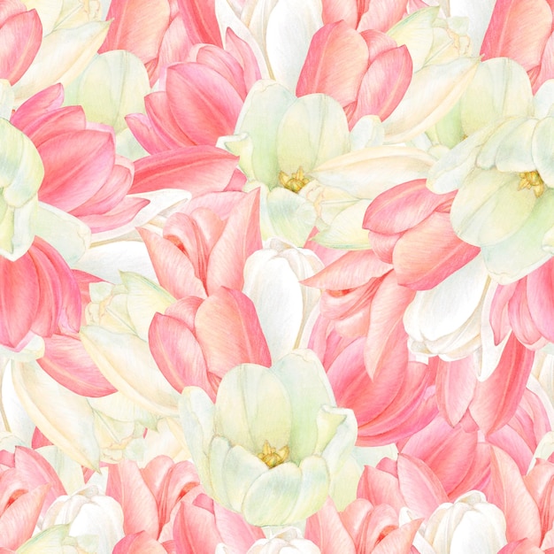 Watercolour drawing rapport of beautiful blossoms of white and pink tulips Handdrawn luxurious