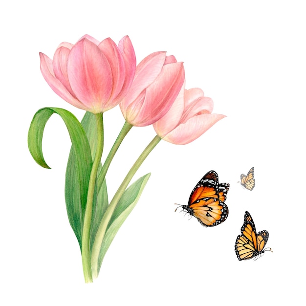 Watercolour drawing of three pink tulips with curved leaves and flying butterflies handdrawn