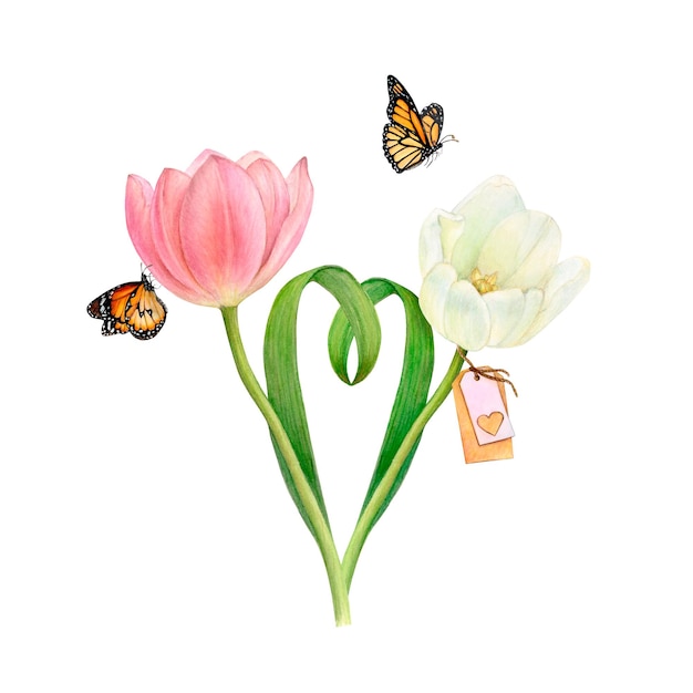 Watercolour drawing of two gentle beautiful pink and white tulips with heartshaped leaves and two butterflies on white background