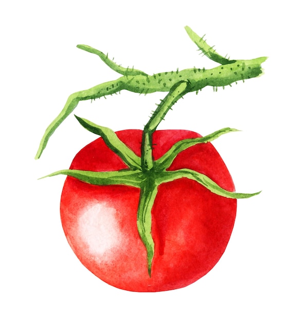 Акварельная иллюстрация помидоров красный спелый помидор с веткой свежих овощей рисованной эскиз