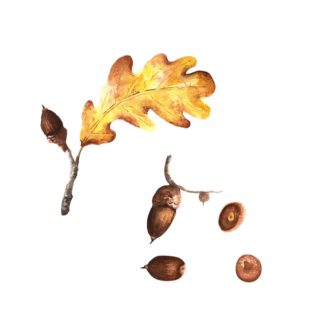 Watercolour oak leaf with acorns Isolated elements of the autumn set of watercolour illustrations