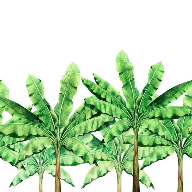 Photo watercolour painting green leaves trees banana seamless pattern on white background