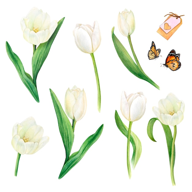 Watercolour painting of white tulips with leaves isolated butterflies a name card