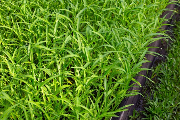 Waterconvolvulus in moestuin