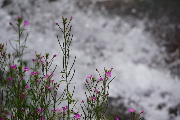 Photo watercourse with some flowers on the front