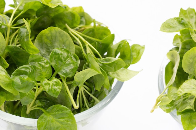 Watercress in glass bowl on white background