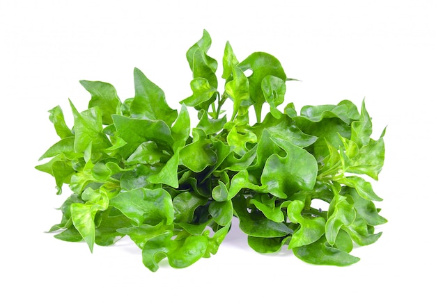 Watercress isolated