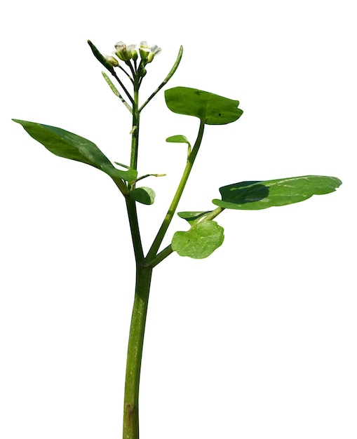 Photo watercress leaves or yellowcress has the advantage of the liver fluke and fasciola hepatica