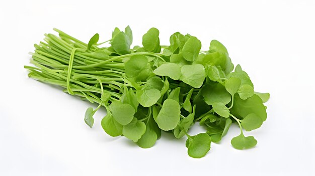 Watercress leaves or yellowcress on white background