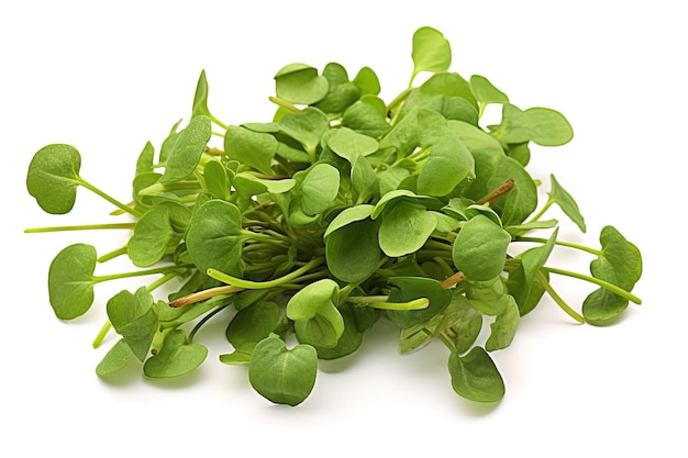 Watercress photo realistic illustration generative ai