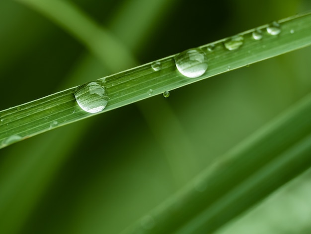 Waterdalingen op groen gras