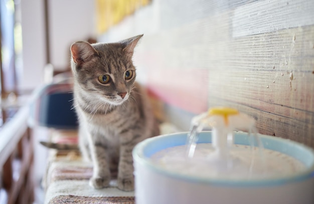 Waterdispenser voor huisdieren met automatische zwaartekrachtvulling