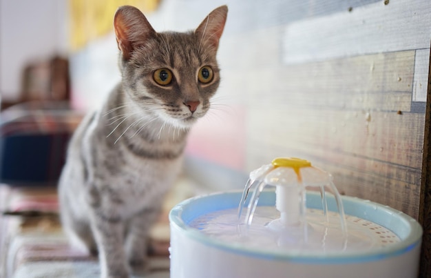 Waterdispenser voor huisdieren met automatische zwaartekrachtvulling