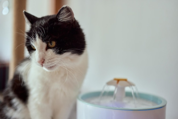 Waterdispenser voor huisdieren met automatische zwaartekrachtvulling
