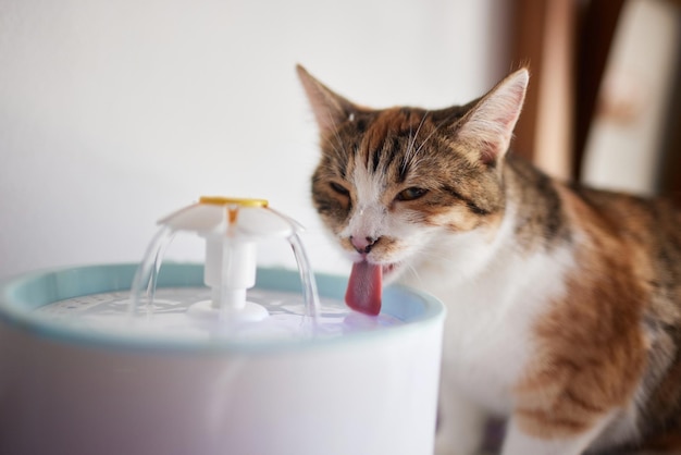 Waterdispenser voor huisdieren met automatische zwaartekrachtvulling