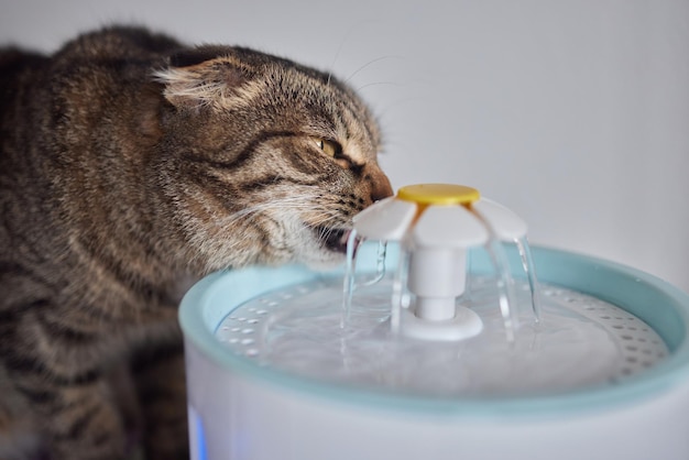 Waterdispenser voor huisdieren met automatische zwaartekrachtvulling