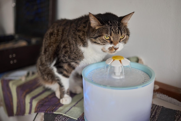 Waterdispenser voor huisdieren met automatische zwaartekrachtvulling