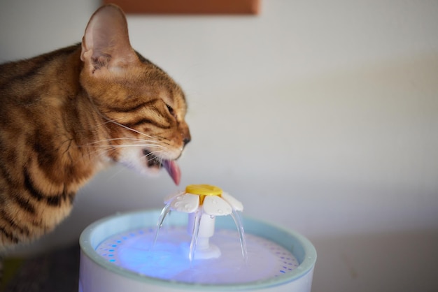 Waterdispenser voor huisdieren met automatische zwaartekrachtvulling