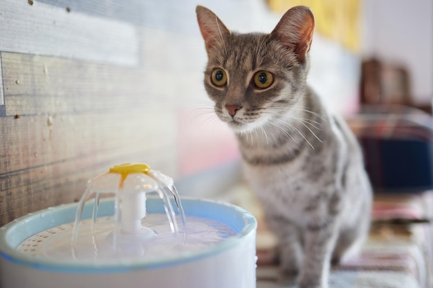 Waterdispenser voor huisdieren met automatische zwaartekrachtvulling