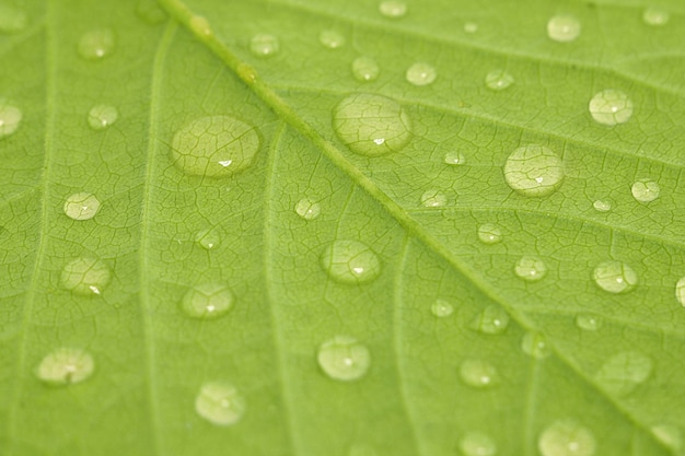 Waterdrops on a green leaf close up view