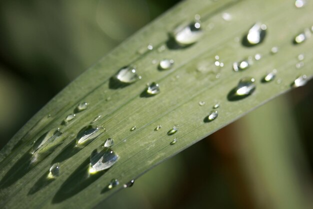 waterdrops on green leaf