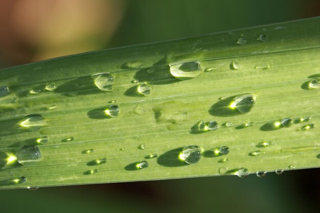 Waterdrops op groen blad