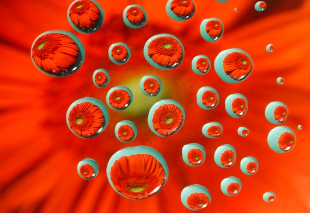 Waterdrops on a pane of glass over a flower in studio