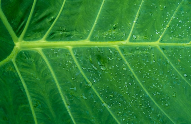 Waterdruppel achtergrond op lotusblad