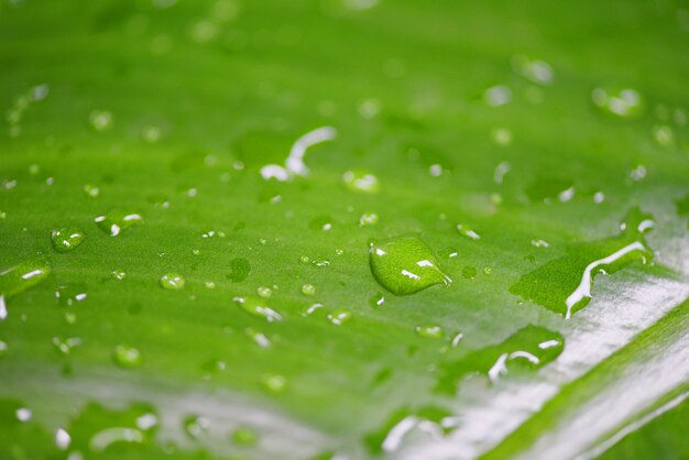 Waterdruppel na regen op blad mooi in de jungle van de tropische woudplant