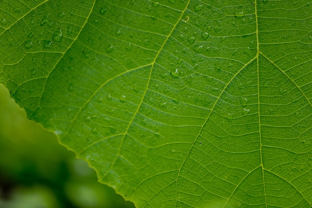 Waterdruppel op blad